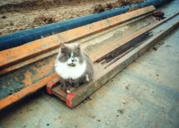 Kedi Duman - Bu Yazı Herkes İçin