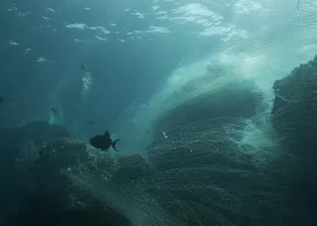 Karbon Emisyonunu %25 Oranında Azalttı