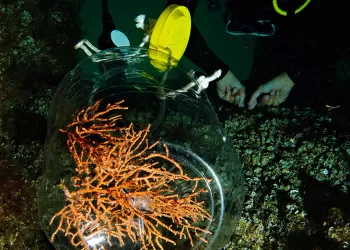 Mercanlar Koruma Altında