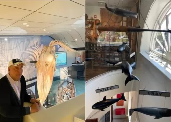 Dul Balkonu, Moby Dick ve Balina, Adalar Ekonomisi