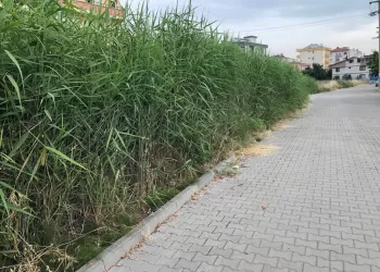 Kamışlar Neyin İşareti?