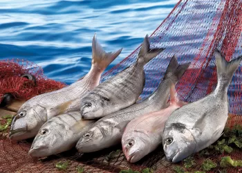 Su Ürünleri İhracatında Rekor Yılı