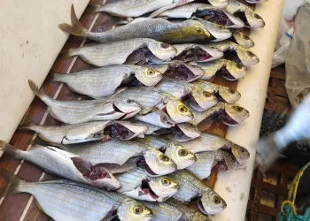 Pelikan, Yelkenlinin Limana Dönüşünü Bekliyor