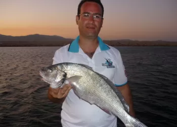 MİNEKOP BALIĞI (Umbrina cirrosa)