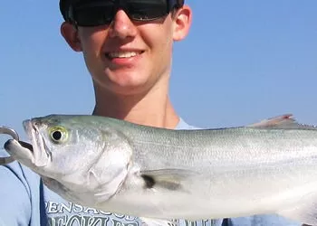 Lüfer Balığı Avı ve Teknikleri - 1. Bölüm