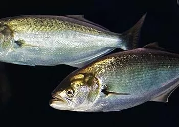 Lüfer Balığı Avı ve Teknikleri - 2. Bölüm