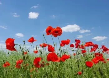 Gelincikler Gibi Tıpkı