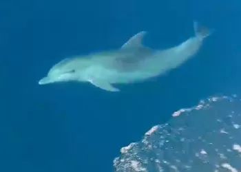 Yelkenlinin Refakatçisi