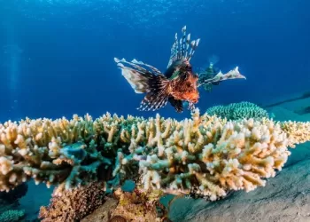 Okyanusların Gizemli Dünyası