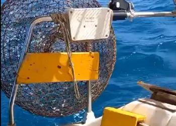 Balığın Bolluğuna Dikkat