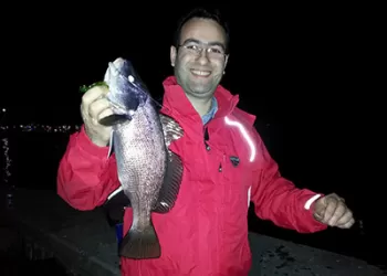 Eşkina Balığı (Sciana umbra)