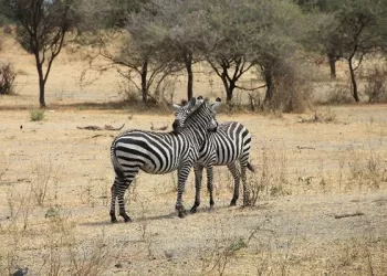Afrika’nın Hakiki Yüzü ''Tanzanya'' (1. Bölüm)