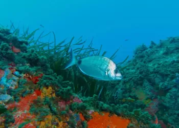 Çipura Balığı Avcılığı ve Teknikleri