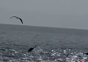 Tuna Balığı Sürüsüne Rastladık