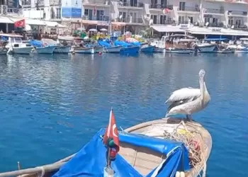 Foça'daki Pelikanlar