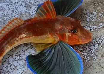 Kırlangıç Balığı (Trigla lucerna)