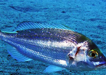 Mercan Balığı Avı