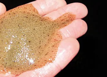 Kalkan Balığı ve Av Teknikleri