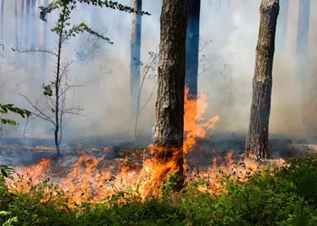Yanan Ormanlar, Kuruyan Vicdanlar