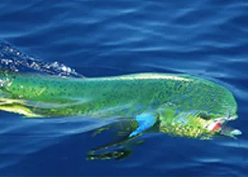 Akdeniz’in Bukalemunu: Lambuka ile Mücadele