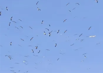 Göç Yolunun Sessiz Misafirleri: Leylekler